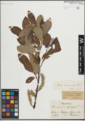 Foto von Salix laurina Sm.